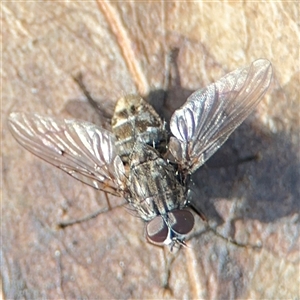 Muscidae (family) at Parkes, ACT - 9 Oct 2024 04:53 PM