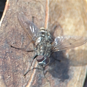 Muscidae (family) at Parkes, ACT - 9 Oct 2024 04:53 PM