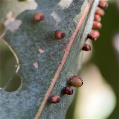 Eucalyptus insect gall at Russell, ACT - 9 Oct 2024 by Hejor1