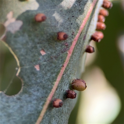 Eucalyptus insect gall at Russell, ACT - 9 Oct 2024 by Hejor1