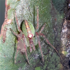 Araneus talipedatus (Slender green orb-weaver) at Russell, ACT - 9 Oct 2024 by Hejor1