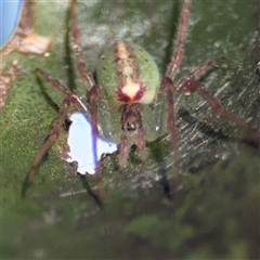 Araneus talipedatus at Russell, ACT - 9 Oct 2024