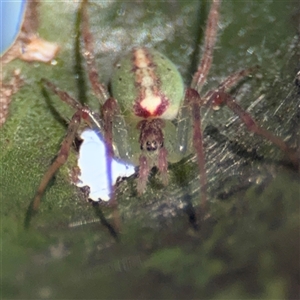 Araneus talipedatus at Russell, ACT - 9 Oct 2024