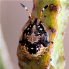 Anischys sp. (genus) (Unidentified Anischys bug) at Russell, ACT - 9 Oct 2024 by Hejor1