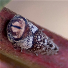 Macroceps tonnoiri at Russell, ACT - 9 Oct 2024 04:46 PM