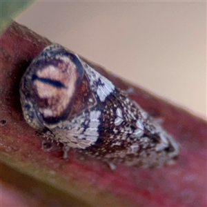 Macroceps tonnoiri at Russell, ACT - 9 Oct 2024 04:46 PM