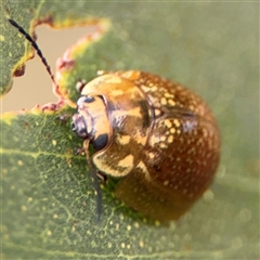 Paropsisterna cloelia (Eucalyptus variegated beetle) at Russell, ACT - 9 Oct 2024 by Hejor1