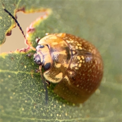 Paropsisterna cloelia (Eucalyptus variegated beetle) at Russell, ACT - 9 Oct 2024 by Hejor1