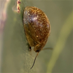 Paropsisterna cloelia at Russell, ACT - 9 Oct 2024