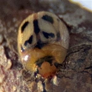 Peltoschema sp. (genus) at Russell, ACT - 9 Oct 2024