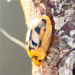 Peltoschema sp. (genus) at Russell, ACT - 9 Oct 2024