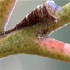 Machaerotinae sp. (family) (Tube Spittlebugs) at Parkes, ACT - 9 Oct 2024 by Hejor1