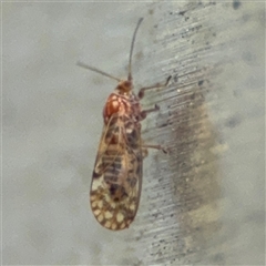 Psyllidae sp. (family) (Unidentified psyllid or lerp insect) at Russell, ACT - 9 Oct 2024 by Hejor1