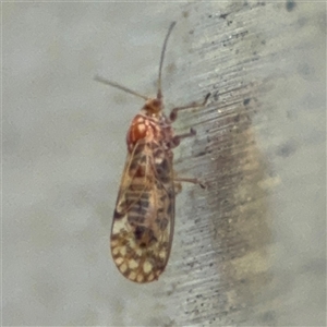 Psyllidae sp. (family) at Russell, ACT - 9 Oct 2024