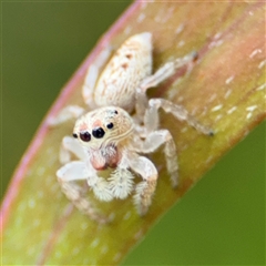 Opisthoncus grassator (Jumping spider) at Parkes, ACT - 9 Oct 2024 by Hejor1