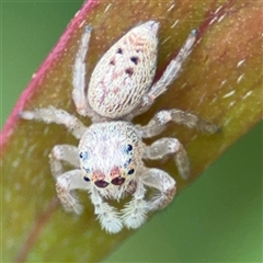 Opisthoncus grassator at Parkes, ACT - 9 Oct 2024