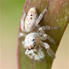 Opisthoncus grassator at Parkes, ACT - 9 Oct 2024