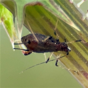 Uroleucon (Uroleucon) sonchi at Parkes, ACT - 9 Oct 2024