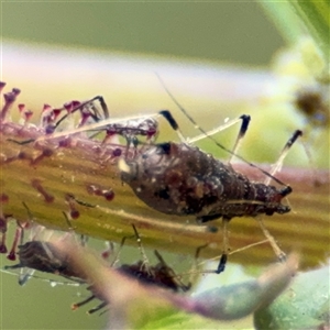 Uroleucon (Uroleucon) sonchi at Parkes, ACT - 9 Oct 2024