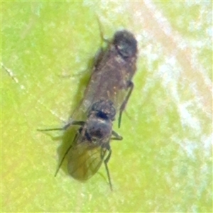 Diptera (order) at Surf Beach, NSW - 2 Oct 2024 12:44 PM