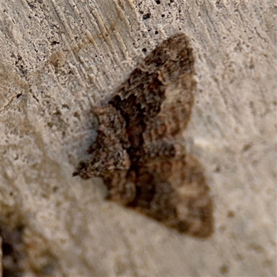 Phrissogonus laticostata (Apple looper moth) at Russell, ACT - 9 Oct 2024 by Hejor1