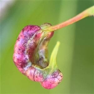 Eucalyptus insect gall at Surf Beach, NSW - 2 Oct 2024