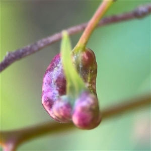 Eucalyptus insect gall at Surf Beach, NSW - 2 Oct 2024