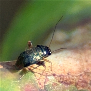 Miridae (family) at Surf Beach, NSW - 2 Oct 2024