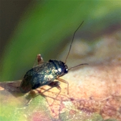 Miridae (family) (Unidentified plant bug) at Surf Beach, NSW - 2 Oct 2024 by Hejor1