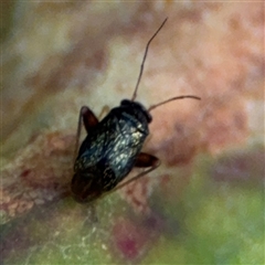 Miridae (family) at Surf Beach, NSW - 2 Oct 2024