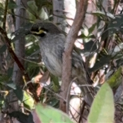 Caligavis chrysops at Surf Beach, NSW - suppressed