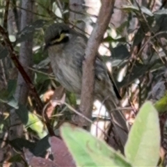 Caligavis chrysops at Surf Beach, NSW - suppressed