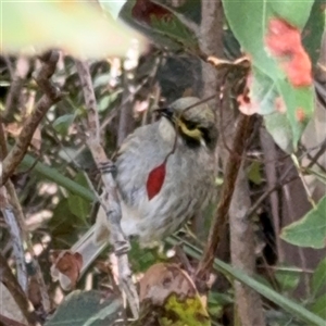 Caligavis chrysops at Surf Beach, NSW - suppressed