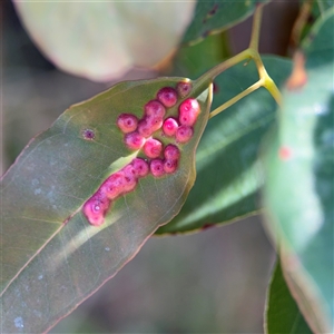 Eucalyptus insect gall at Surf Beach, NSW - 2 Oct 2024 01:01 PM