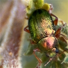 Edusella sp. (genus) (A leaf beetle) at Surf Beach, NSW - 2 Oct 2024 by Hejor1