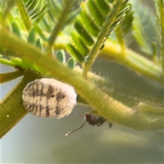 Melanococcus albizziae (Acacia Mealybug) at Surf Beach, NSW - 2 Oct 2024 by Hejor1