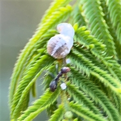 Melanococcus albizziae at Surf Beach, NSW - 2 Oct 2024 01:09 PM