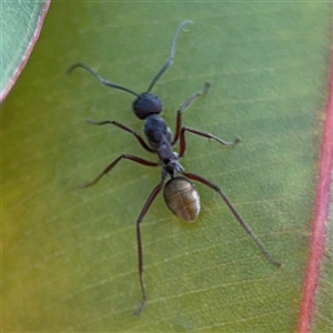 Camponotus aeneopilosus at Surf Beach, NSW - 2 Oct 2024 01:12 PM