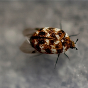 Anthrenus verbasci at Canberra Airport, ACT - 5 Oct 2024