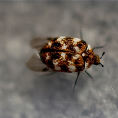 Anthrenus verbasci (Varied or Variegated Carpet Beetle) at Canberra Airport, ACT - 5 Oct 2024 by LisaH