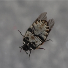 Anthrenus verbasci at Canberra Airport, ACT - 5 Oct 2024