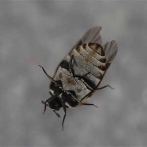 Anthrenus verbasci at Canberra Airport, ACT - 5 Oct 2024