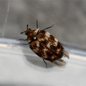 Anthrenus verbasci at Canberra Airport, ACT - 5 Oct 2024