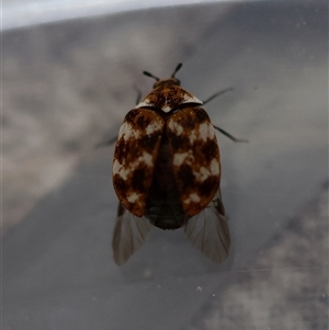 Anthrenus verbasci at Canberra Airport, ACT - 5 Oct 2024