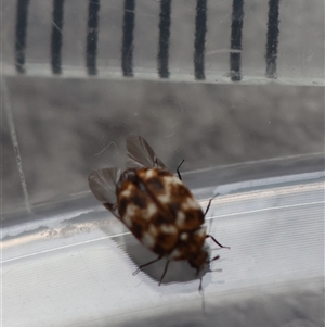 Anthrenus verbasci at Canberra Airport, ACT - 5 Oct 2024