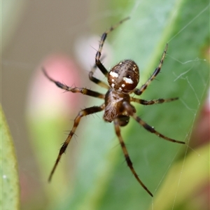 Araneus albotriangulus at Hughes, ACT - 5 Oct 2024