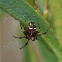 Araneus albotriangulus at Hughes, ACT - 5 Oct 2024