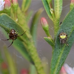 Araneus albotriangulus at Hughes, ACT - 5 Oct 2024