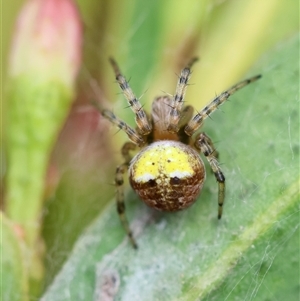 Araneus albotriangulus at Hughes, ACT - 5 Oct 2024 03:19 PM