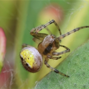 Araneus albotriangulus at Hughes, ACT - 5 Oct 2024